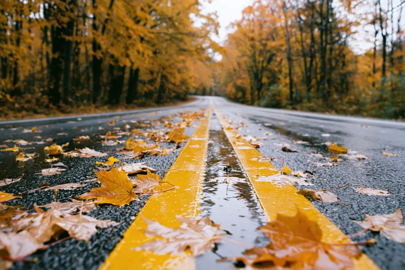 Wet two-lane road with double yellow center lines stretching through autumn forest, covered in fallen leaves and puddles