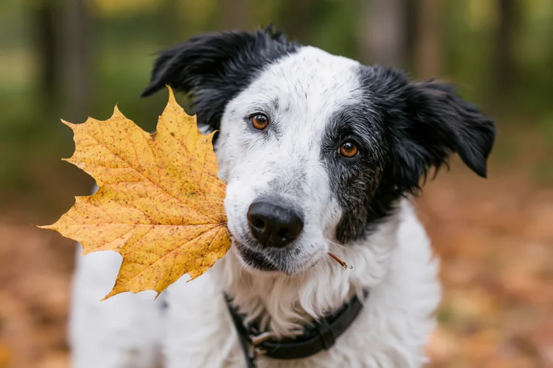 Black and white mixed-breed dog holding a large yellow maple leaf in a forest setting