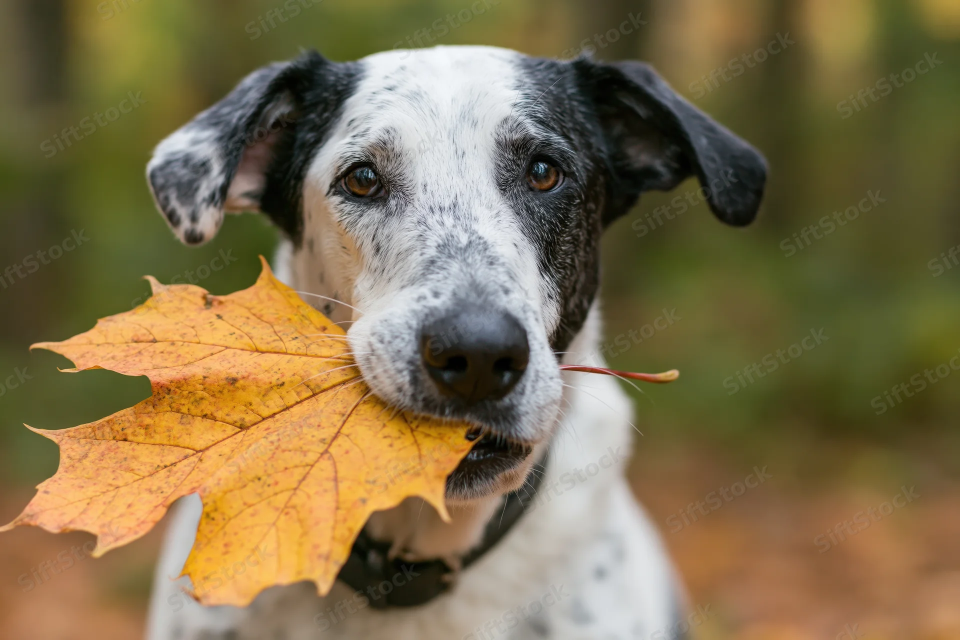Dog holding a large orange-yellow maple leaf in a forest setting