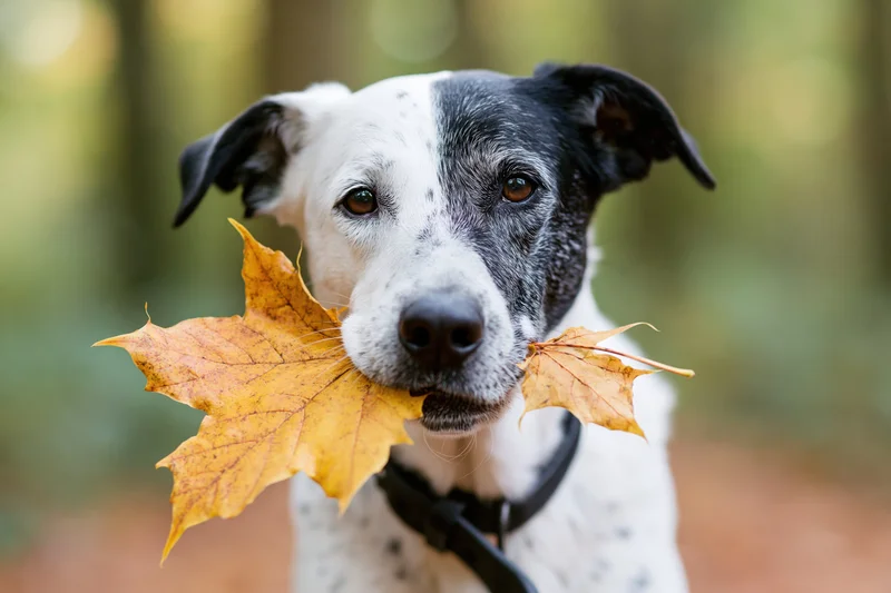 Dog holding maple leaf in forest during autumn