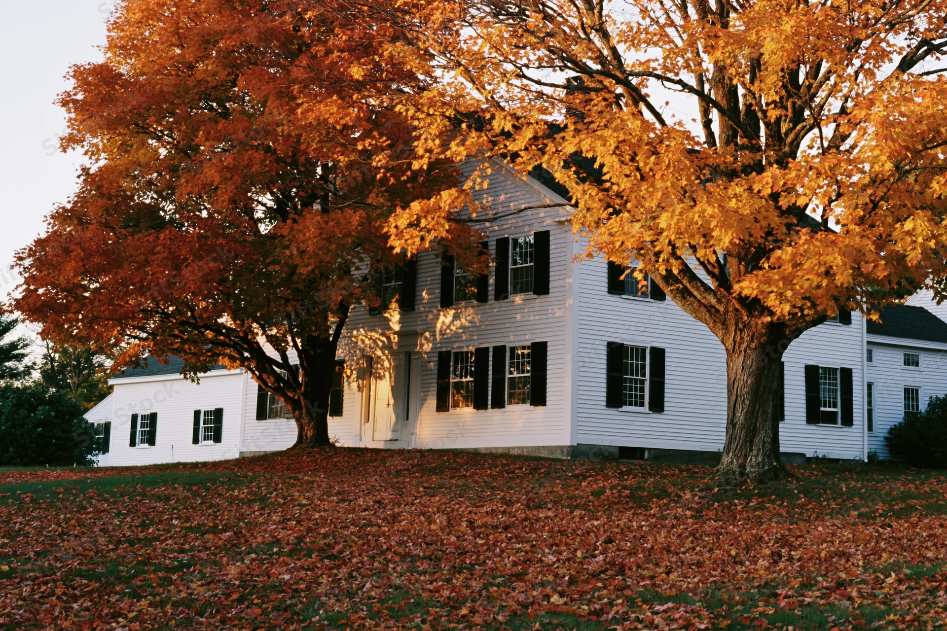 White clapboard farmhouse partially hidden behind large autumn trees with fallen leaves covering the yard