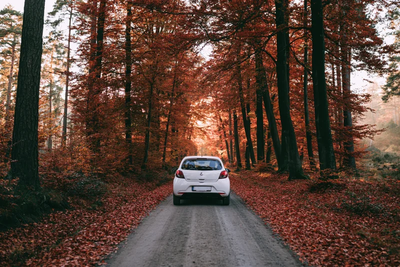 White compact car driving away on a dirt road through a forest in autumn