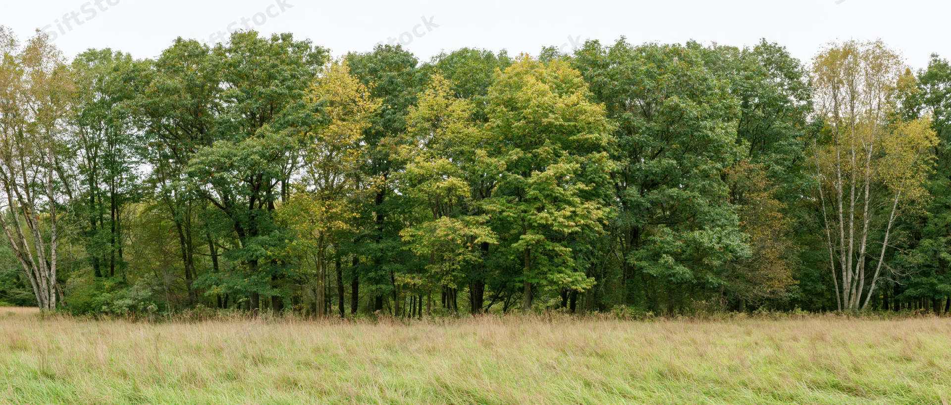 Mixed deciduous treeline bordering a grassy field under an overcast sky