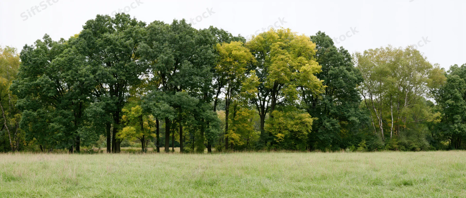 Wide panoramic view of mixed deciduous trees lining a grassy field
