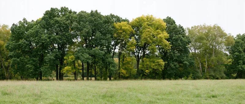 Wide panoramic view of mixed deciduous trees lining a grassy field