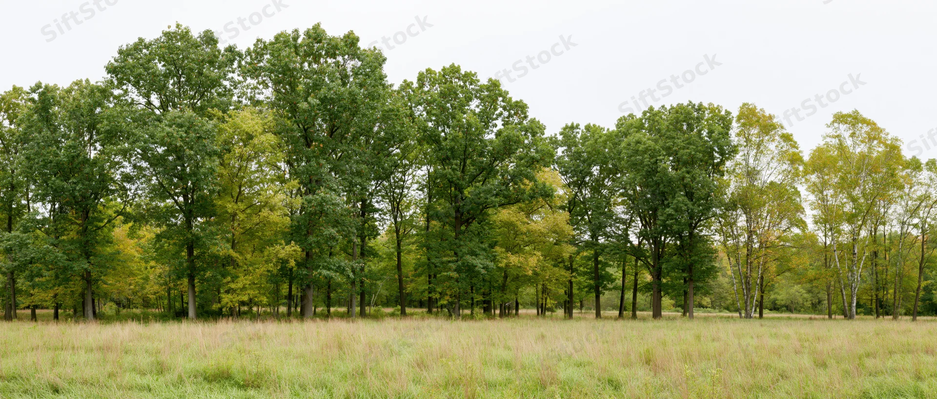 Mixed deciduous trees lining a grassy field under an overcast sky