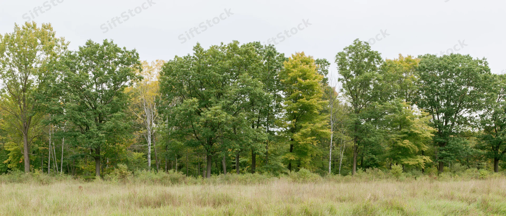 Mixed deciduous trees forming a treeline along a grassy field under an overcast sky