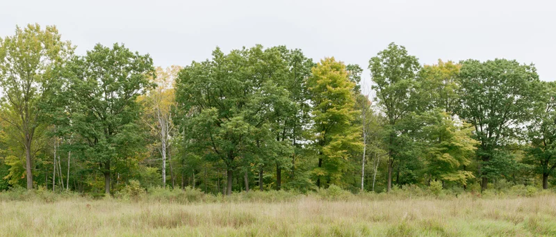 Mixed deciduous trees forming a treeline along a grassy field under an overcast sky