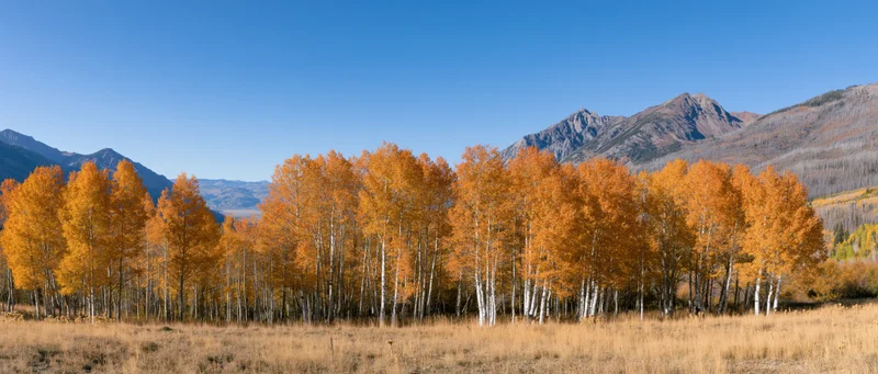 Grove of aspen trees with golden autumn foliage in a mountain meadow under a clear blue sky