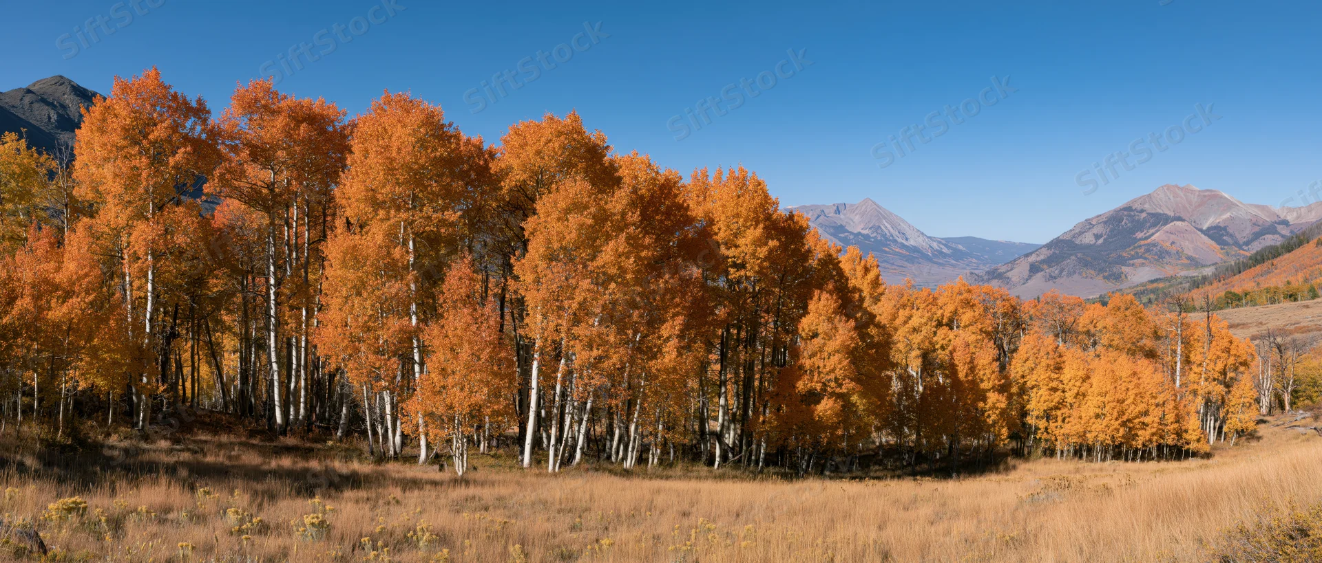 Grove of aspen trees with golden autumn foliage in a mountain meadow under a clear blue sky