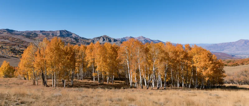 Grove of aspen trees with golden autumn foliage in a mountain meadow under a clear blue sky