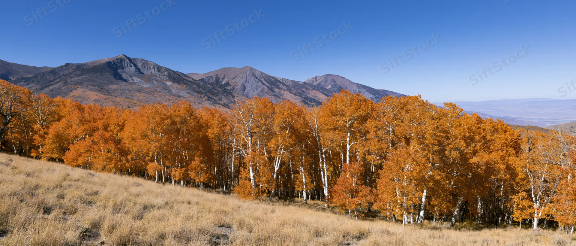 Grove of aspen trees with orange autumn foliage in front of mountains under a clear blue sky