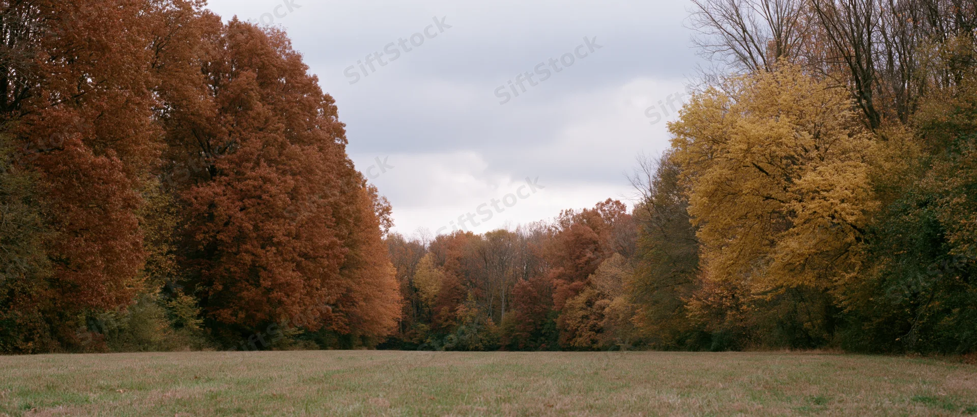 Wide panoramic view of a grass clearing bordered by autumn trees in a forested landscape