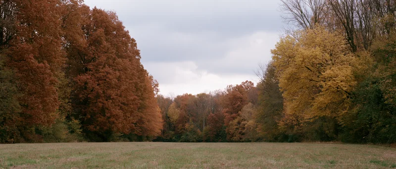 Wide panoramic view of a grass clearing bordered by autumn trees in a forested landscape