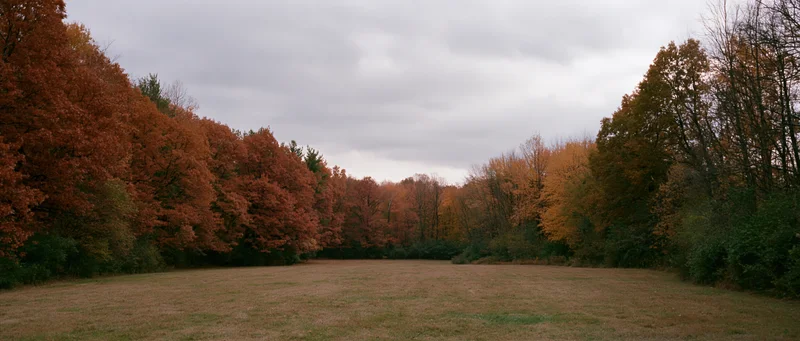 Wide panoramic view of a grass clearing bordered by autumn trees under an overcast sky