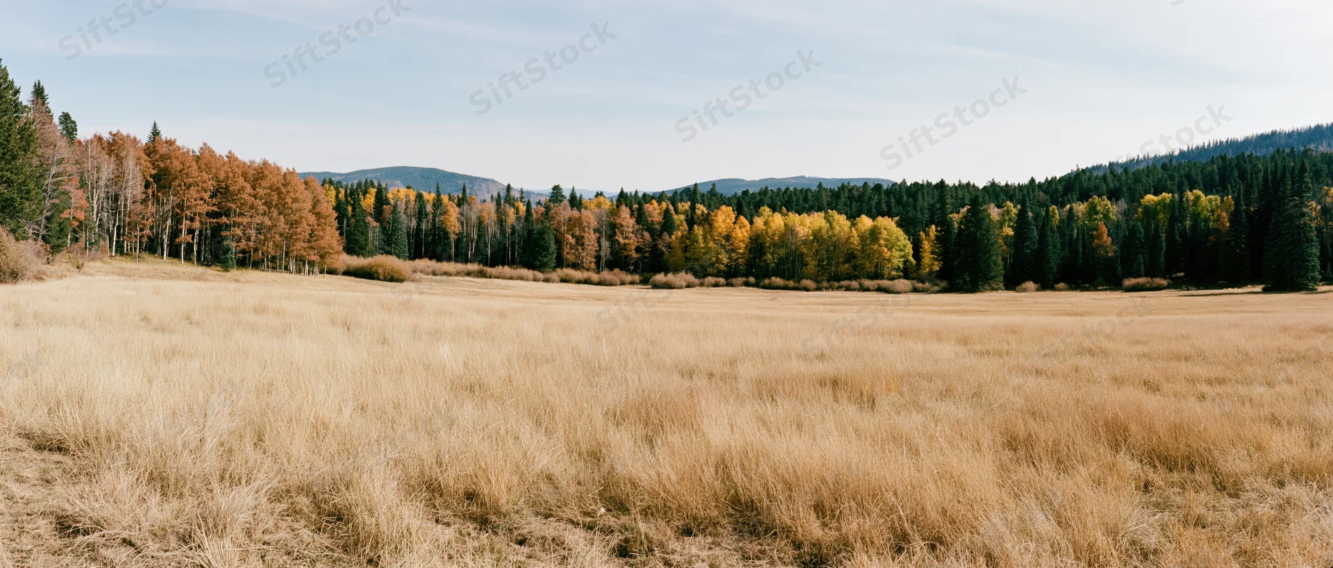 Wide panoramic view of an open mountain meadow with golden grass and autumn-colored trees under a pale sky
