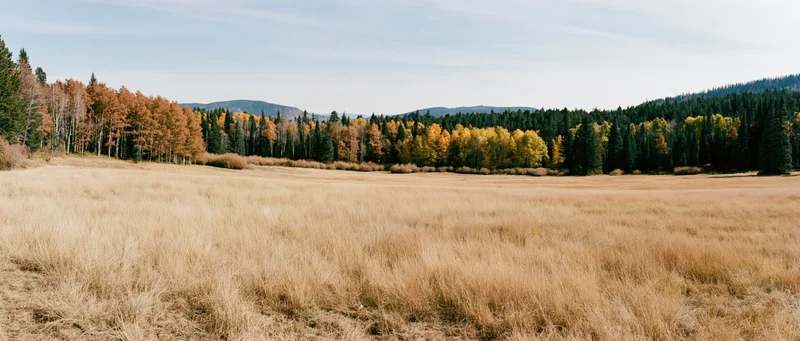 Wide panoramic view of an open mountain meadow with golden grass and autumn-colored trees under a pale sky