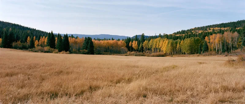 Wide panoramic view of an open mountain meadow in autumn with golden grass and colorful trees under a clear blue sky