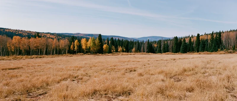 Wide panoramic view of an open mountain meadow in peak autumn with golden grass and colorful trees under a clear blue sky