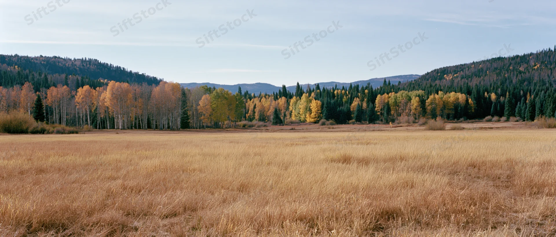 Wide panoramic view of an open mountain meadow with golden grass and autumn trees under a clear sky
