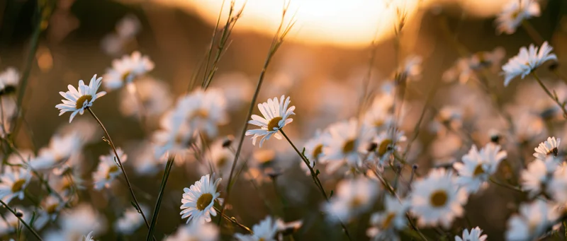 Daisies blooming in a field at golden hour with warm sunlight and soft bokeh background
