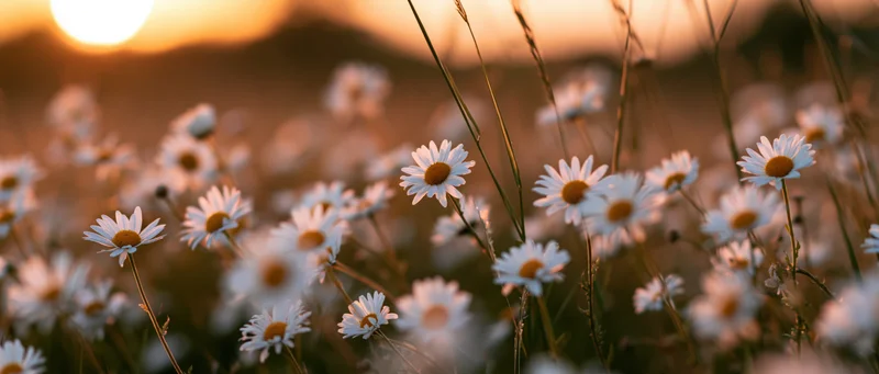 Daisies blooming in a field at golden hour with soft sunlight and blurred background