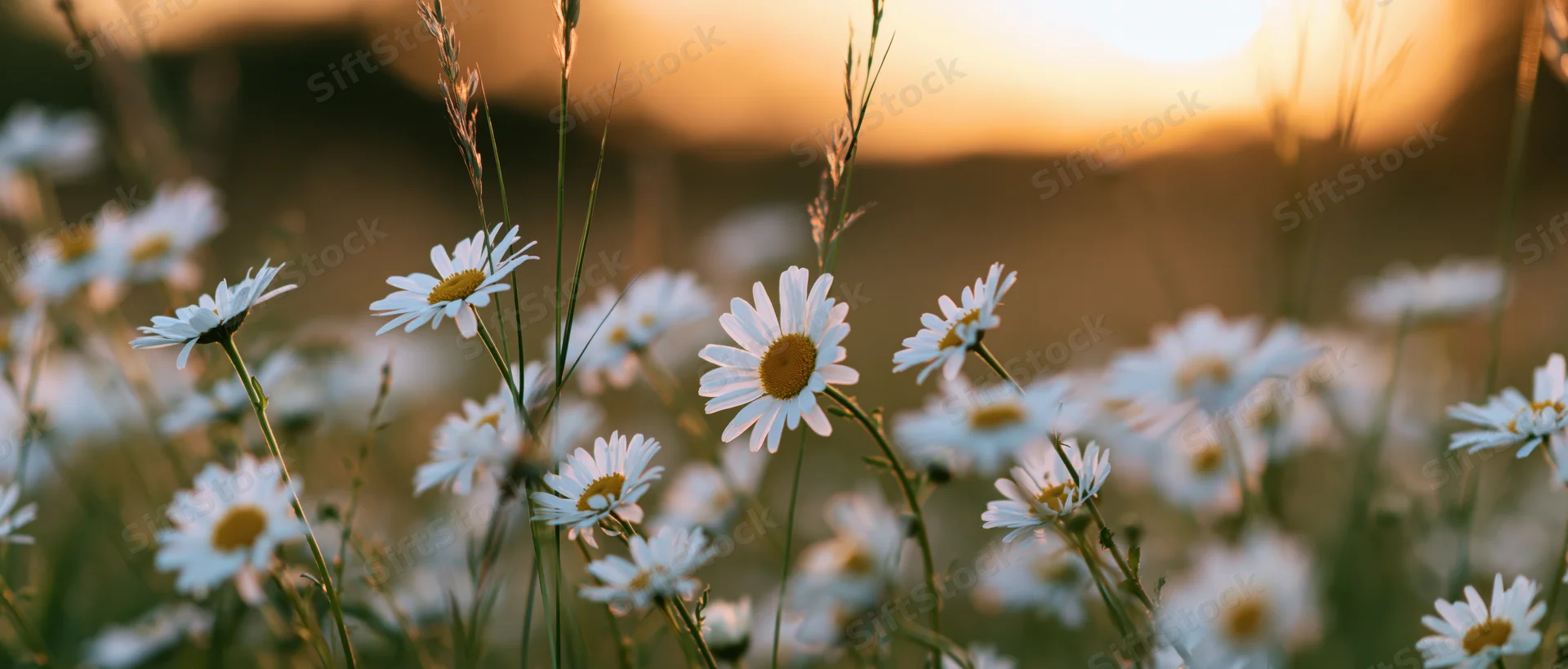 Daisies blooming in a field at golden hour with soft sunlight filtering through the petals