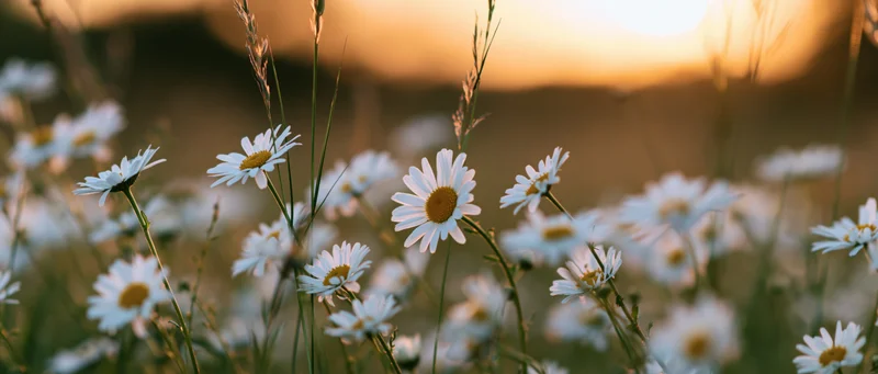 Daisies blooming in a field at golden hour with soft sunlight filtering through the petals