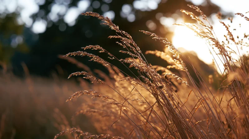 Dried grass seedheads swaying in an autumn meadow at golden hour
