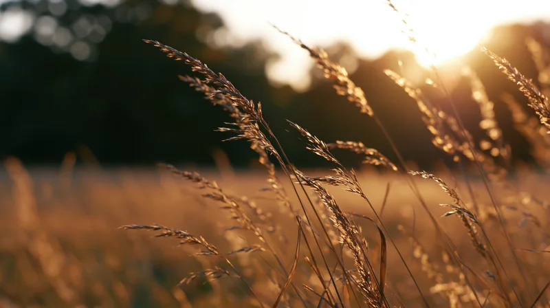 Dried grass seedheads swaying in an autumn meadow at golden hour
