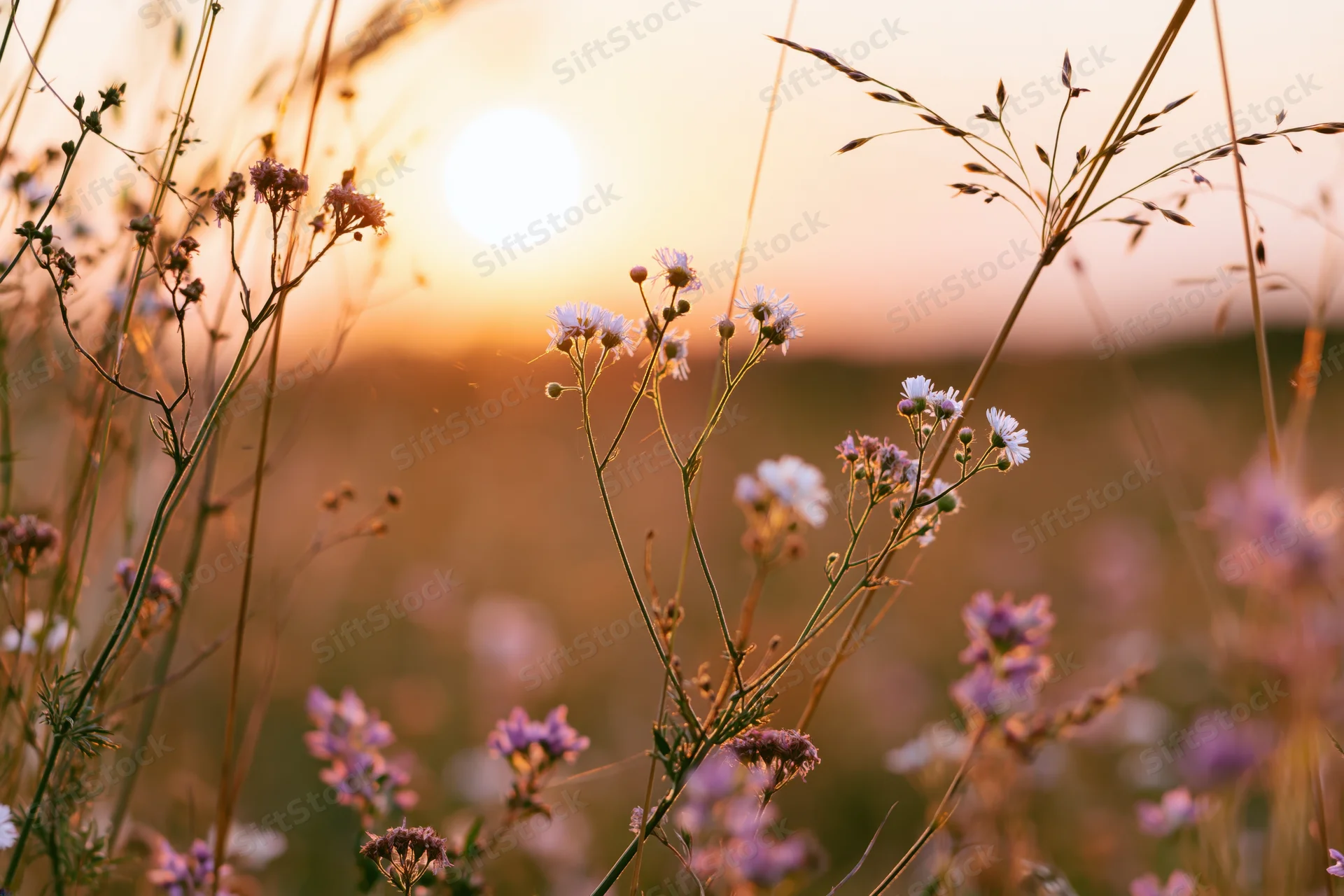 Wildflowers and grass stems in a meadow at sunset