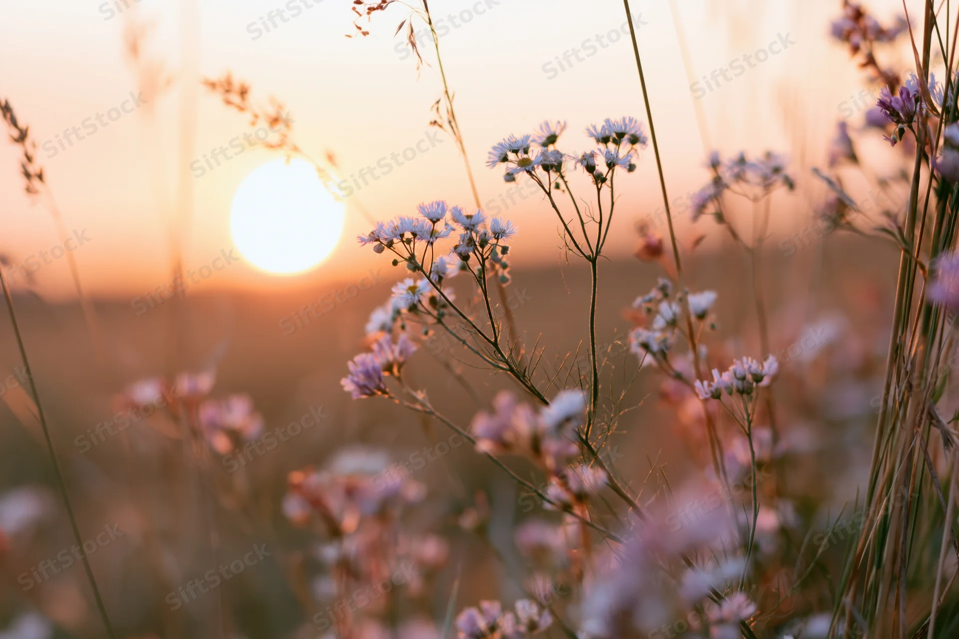 Wildflowers in a meadow at sunset with tall grass stems in soft golden light