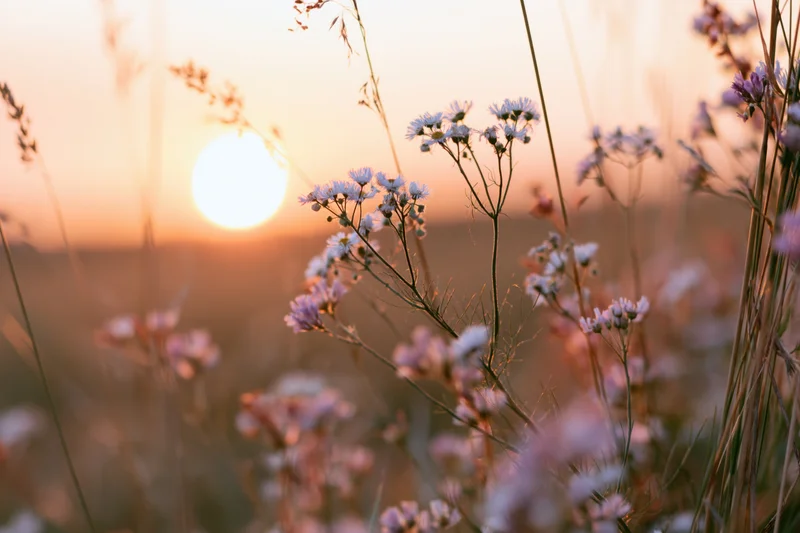 Wildflowers in a meadow at sunset with tall grass stems in soft golden light