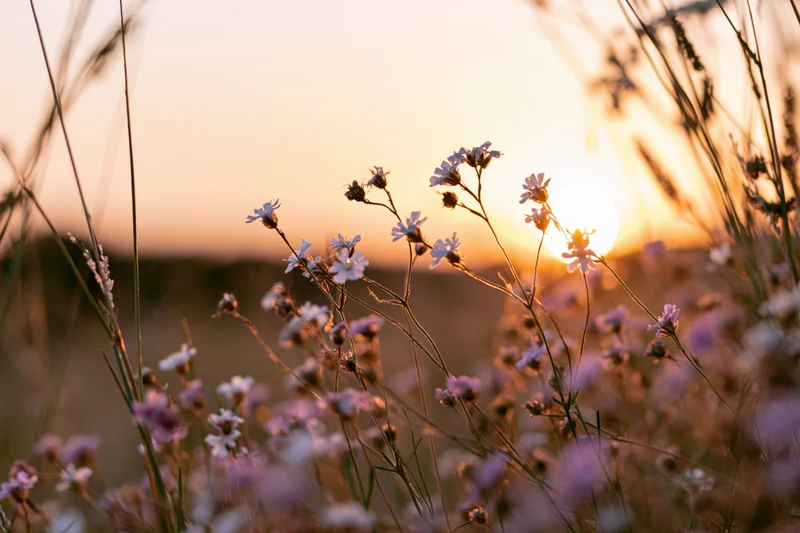 Wildflowers and grass stems in a meadow at sunset
