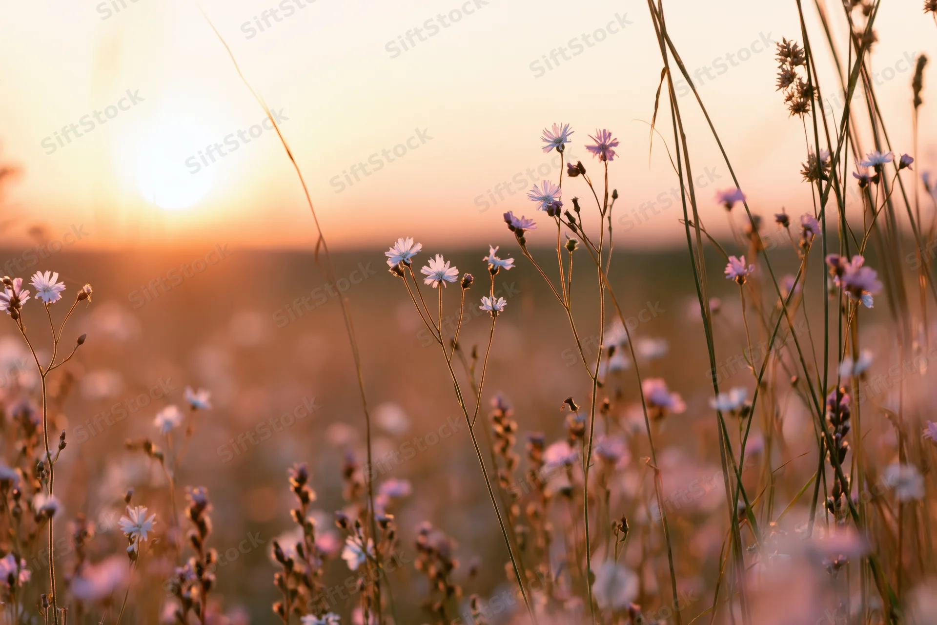 Wildflowers and tall grass stems in a meadow at sunset