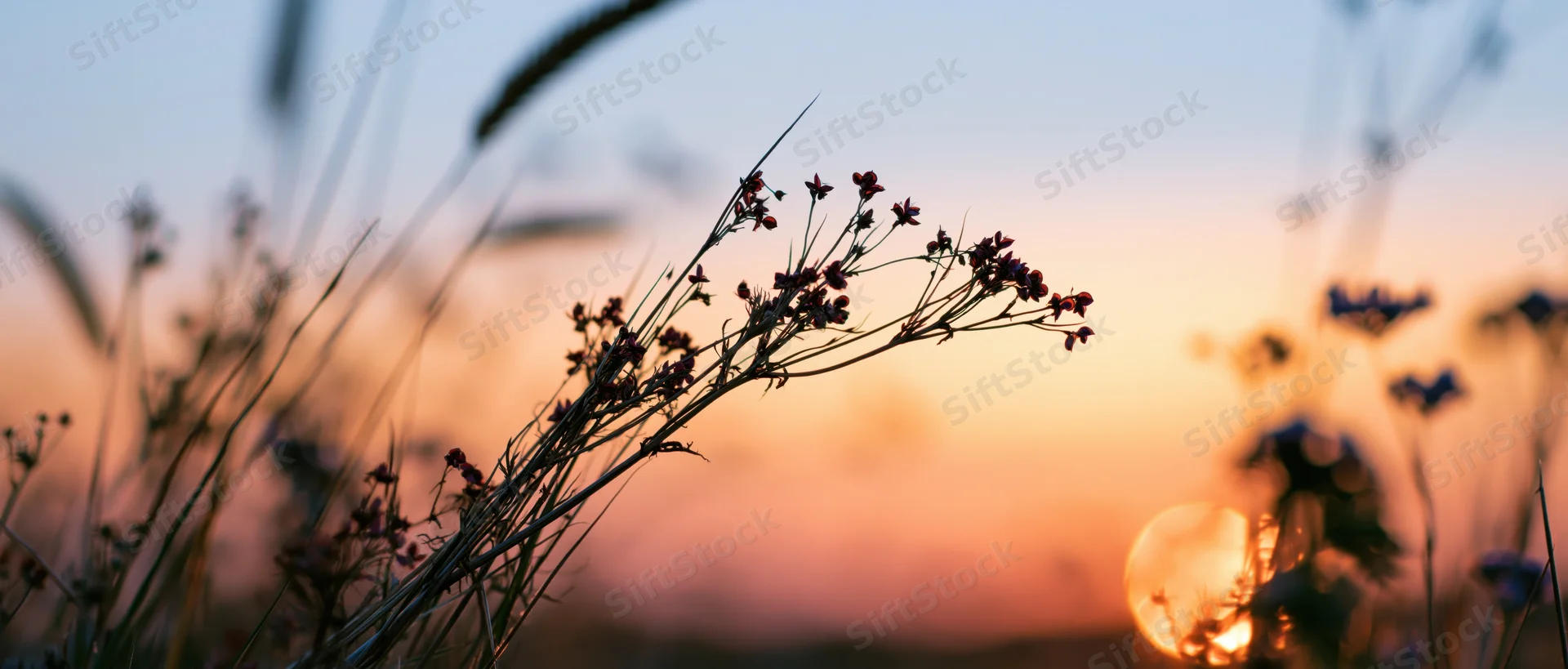 Wildflower stems and grasses silhouetted against a sunset sky in a meadow