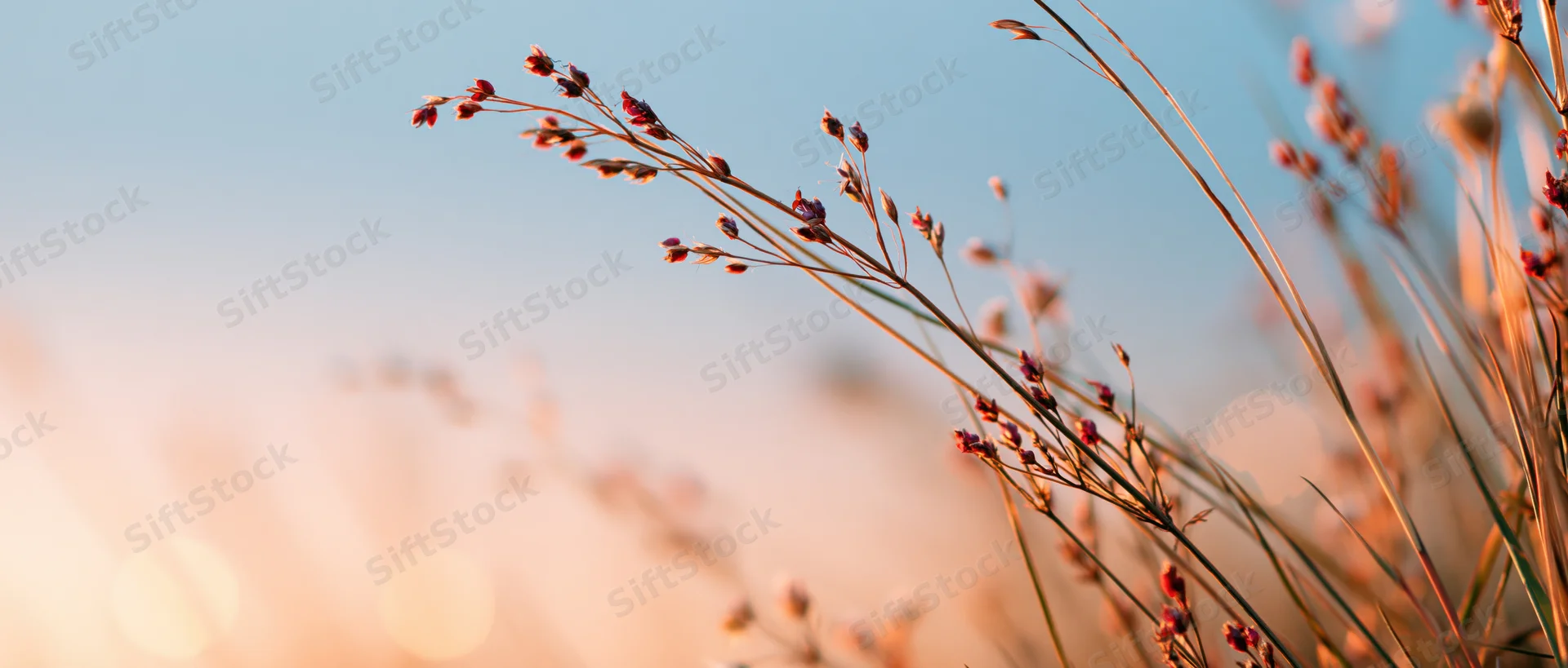 Wild grasses with seed heads swaying in a meadow at sunset
