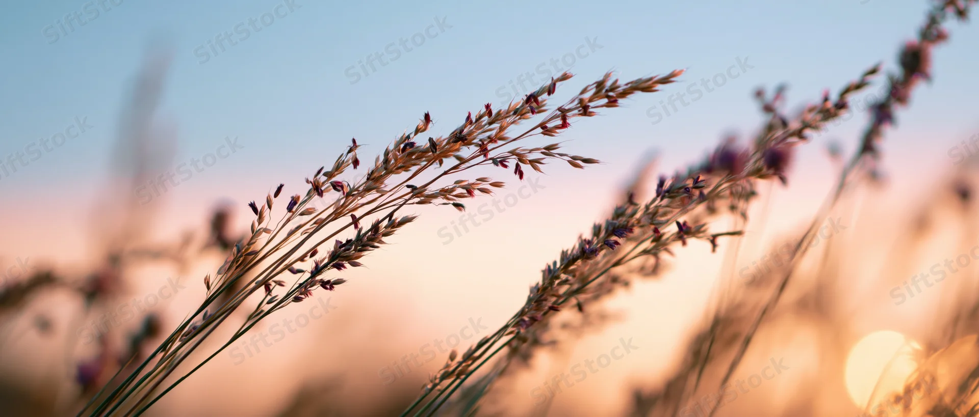 Wild grasses with seed heads in soft focus against a warm sunset sky