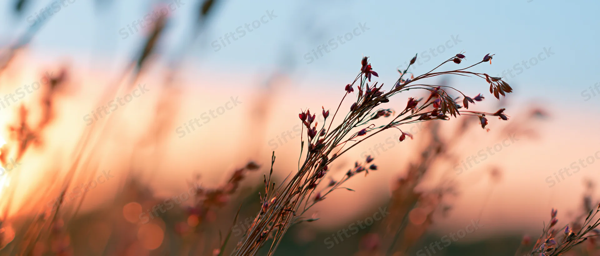 Wild meadow grasses and seed stalks silhouetted against a soft sunset sky