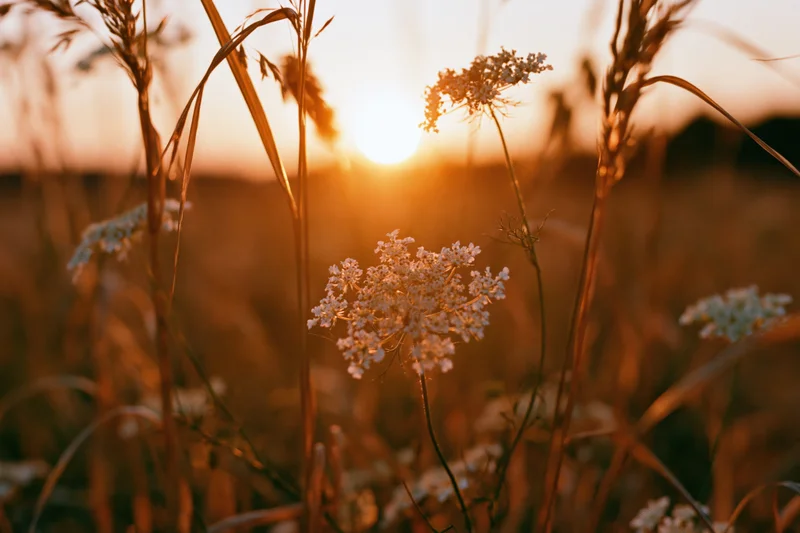 Queen annes lace flowers in a meadow at sunset