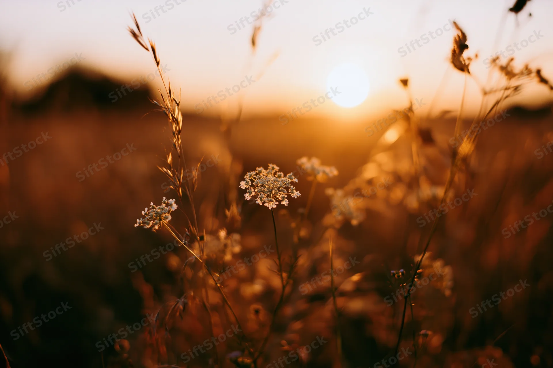 Queen anesselace flowers and grasses in a meadow at sunset