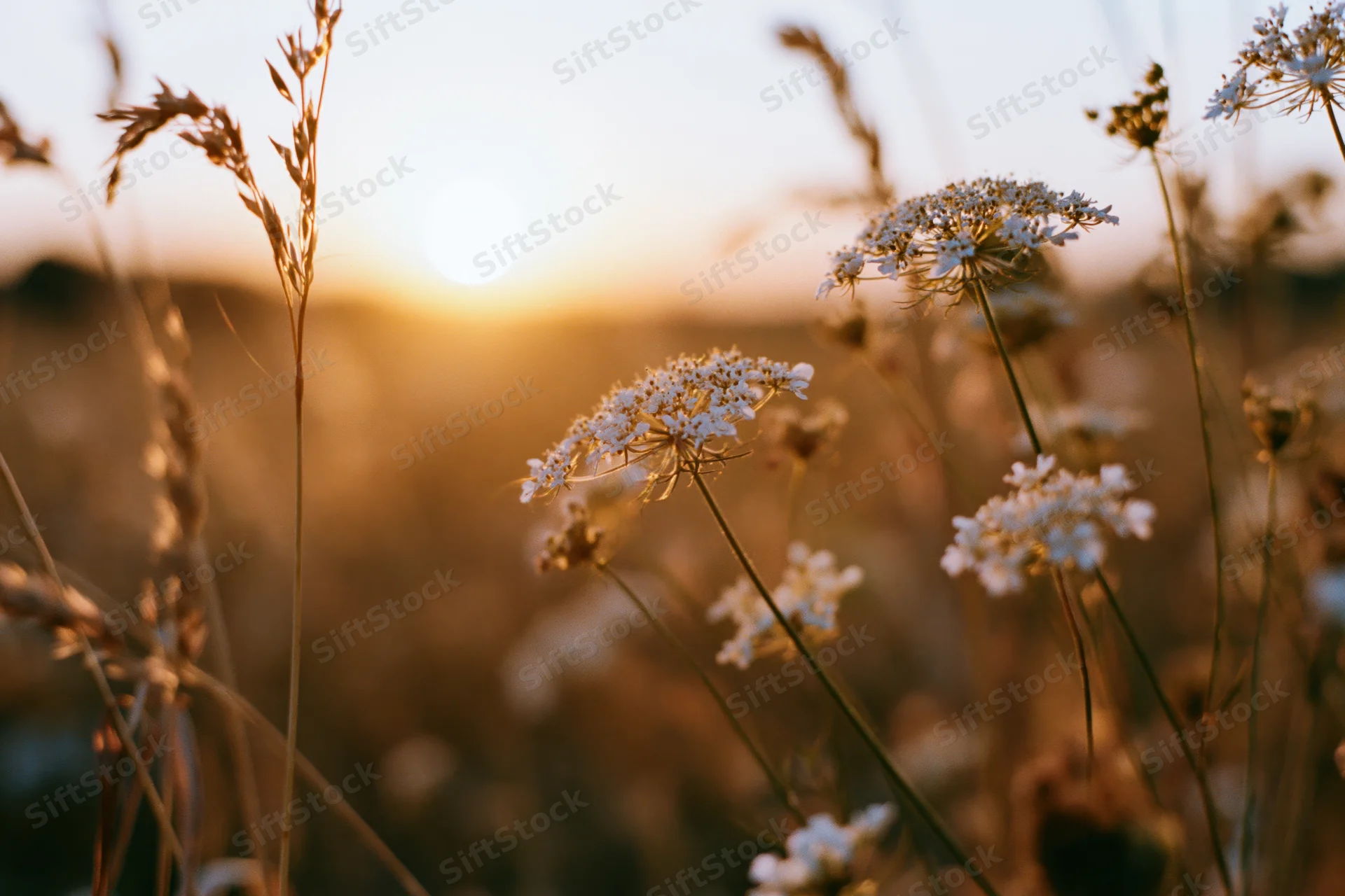 Queen annes lace flowers and grasses in a meadow at sunset