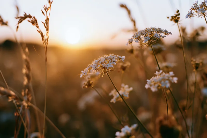 Queen annes lace flowers and grasses in a meadow at sunset