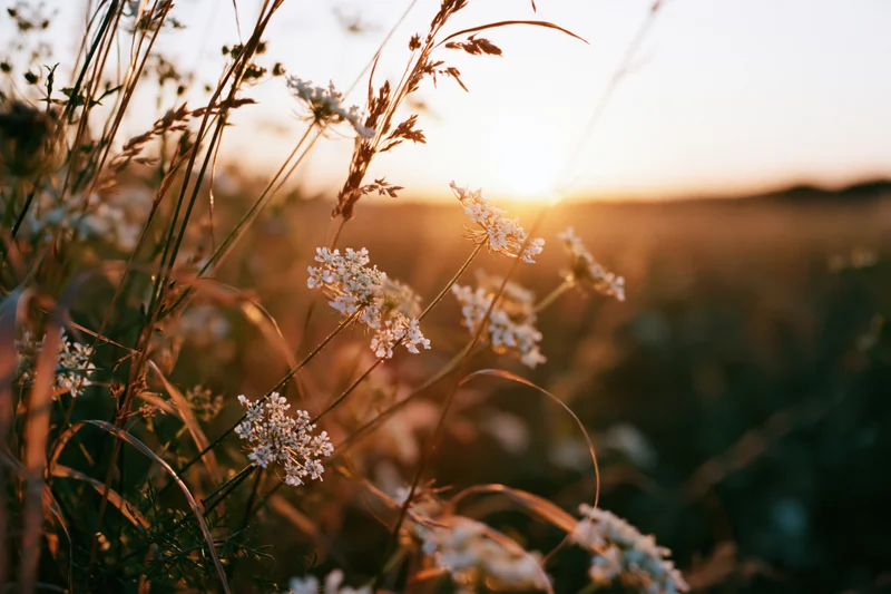 Queen annes lace flowers in a meadow at sunset