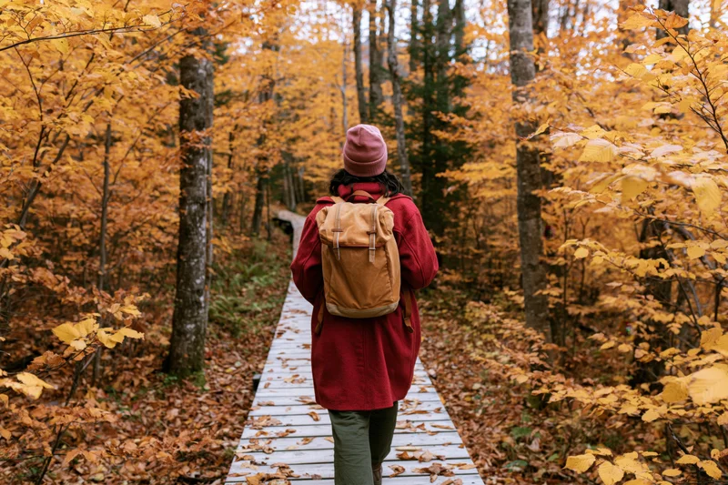 Woman walking away on wooden boardwalk through autumn forest with backpack