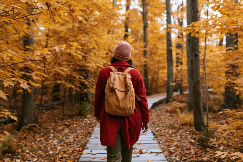 Woman walking away on wooden boardwalk through autumn forest with backpack