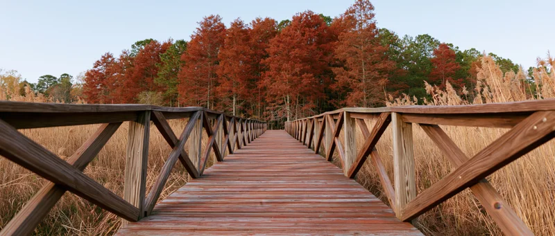 Wooden boardwalk with cross-brace railings stretching toward a forest of red autumn trees in a marshy wetland
