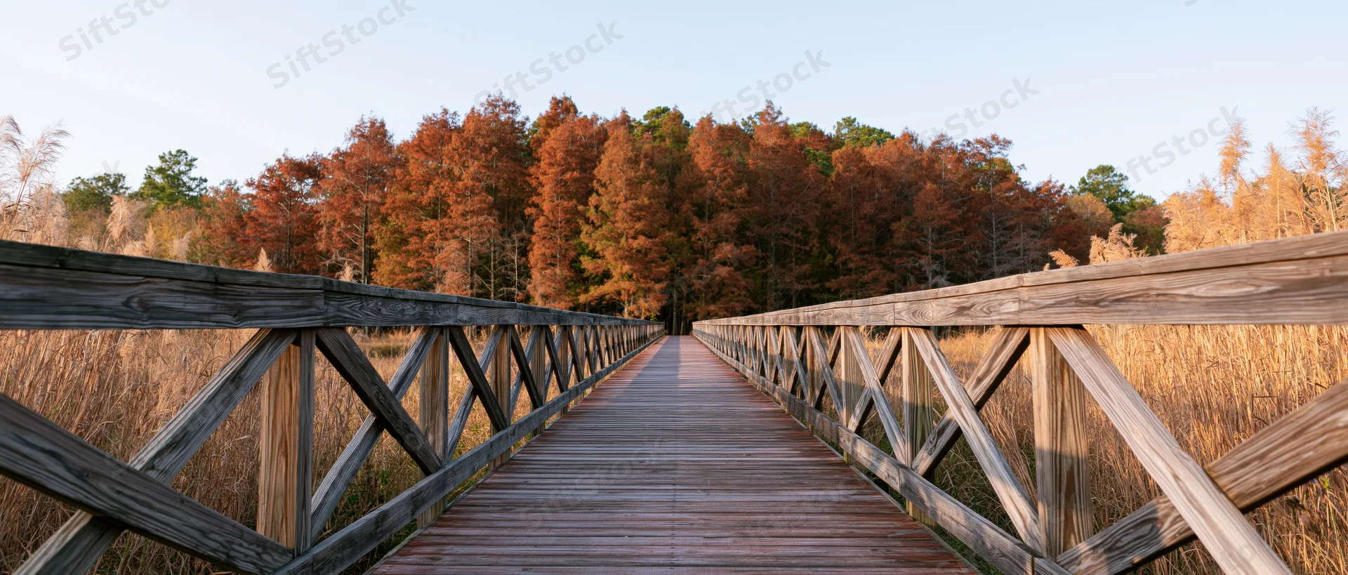 Wooden boardwalk with cross-brace railings stretching toward a forest of autumn-colored trees in a wetland landscape