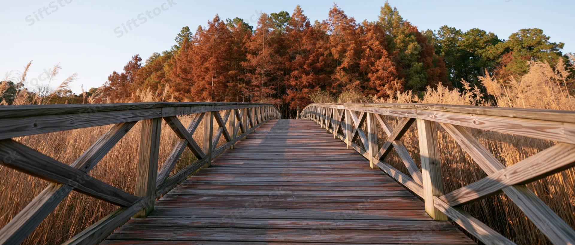 Wooden boardwalk with cross-brace railings stretching toward a forest of autumn-colored trees in a marshy wetland