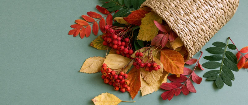 Woven straw basket tipped over spilling colorful autumn leaves and red berries on a teal surface